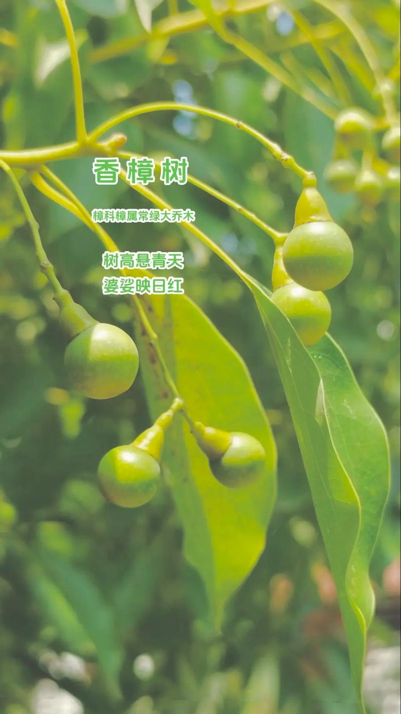 香樟树的功效与用途:药用、食用与安全指南 注意事项与禁忌