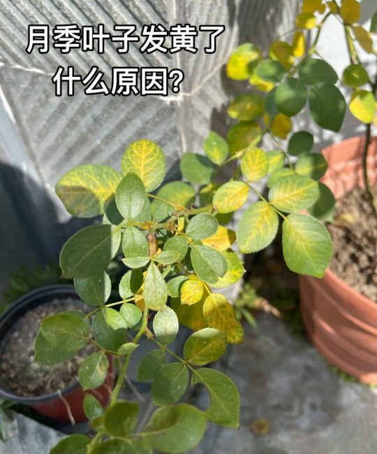 月季叶子发黄枯萎是怎么回事？4大原因排查与解决方法