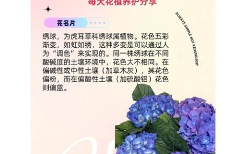 绣球花夏天怎样养护？夏季科学养护全攻略
