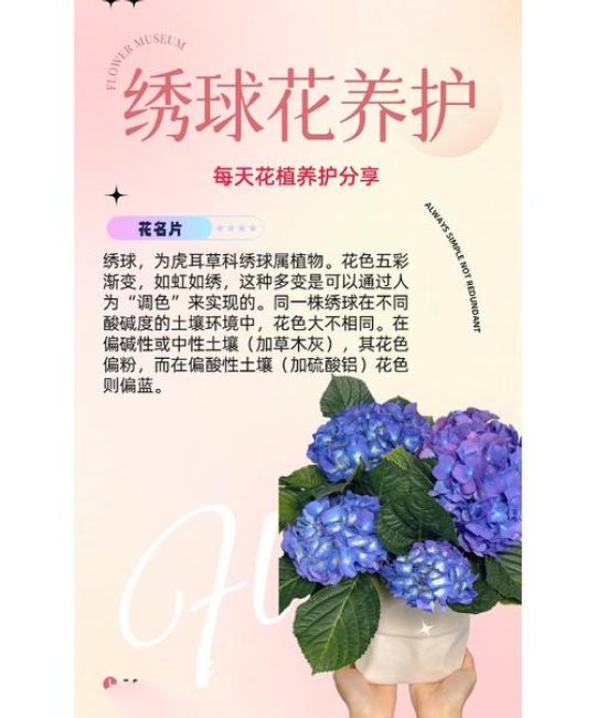 绣球花夏天怎样养护？夏季科学养护全攻略