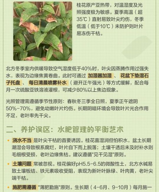 桂花叶子干尖怎么回事？5大原因及解决方案