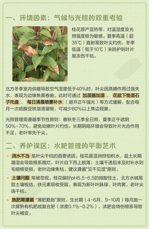 桂花叶子干尖怎么回事?5大原因及解决方案 桂花叶子干尖怎么回事?5大原因及解决方案