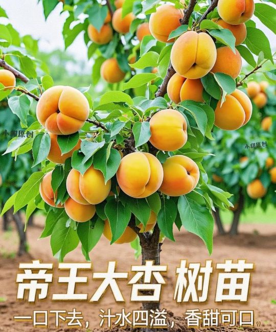 杏树什么时候移栽最好？附全流程种植技术指南