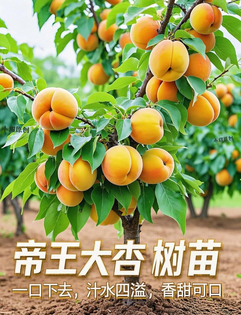 杏树什么时候移栽最好?附全流程种植技术指南 杏树什么时候移栽最好?附全流程种植技术指南