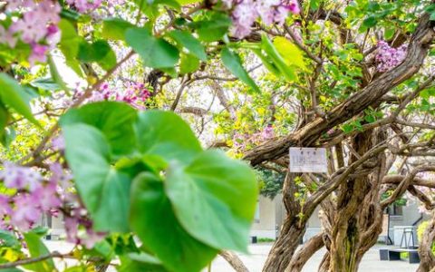 丁香花树长什么样