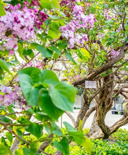 丁香花树长什么样