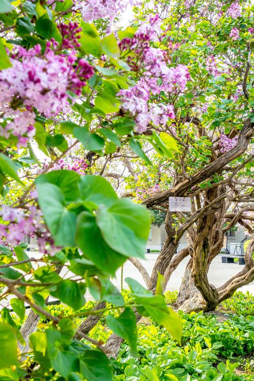 丁香花树长什么样