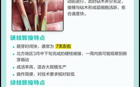 葡萄树嫁接时间和方法：最佳时期与操作全攻略