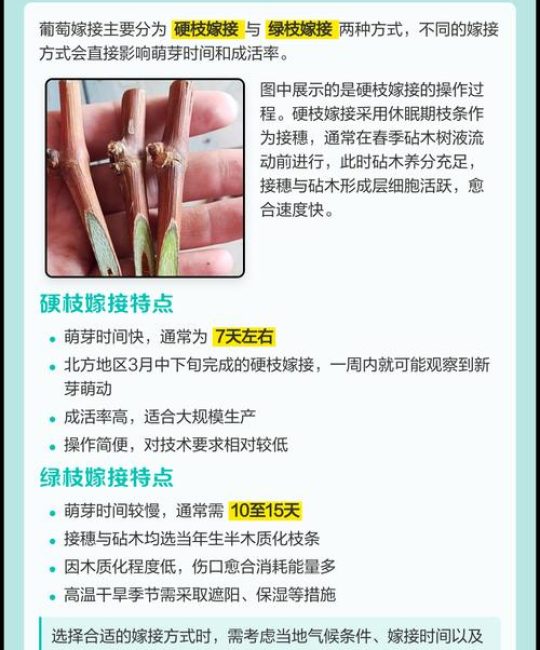 葡萄树嫁接时间和方法：最佳时期与操作全攻略