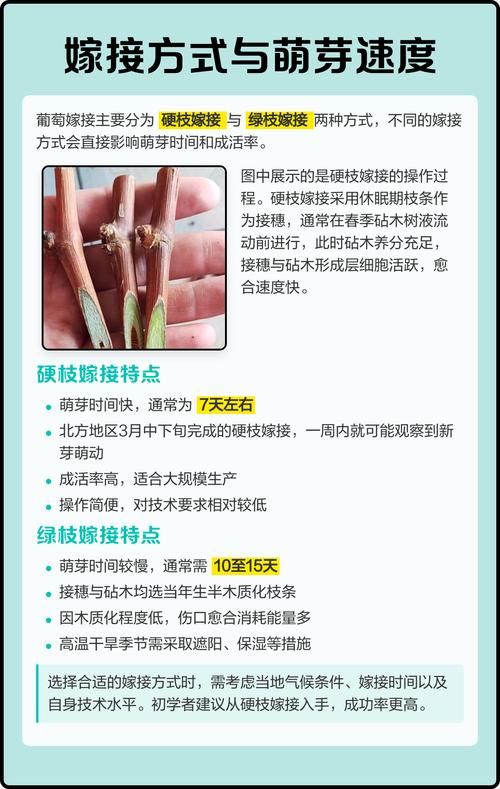 葡萄树嫁接时间和方法:最佳时期与操作全攻略 葡萄树嫁接时间和方法:最佳时期与操作全攻略