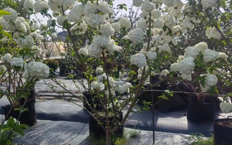 木绣球适合什么地方种植？地栽与盆栽的环境要求及养护全指南