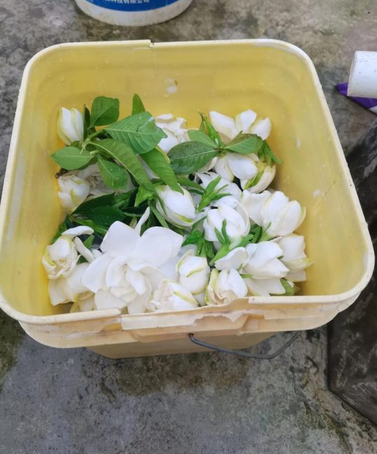 栀子花怎么保存时间长？切花与盆栽保鲜全攻略