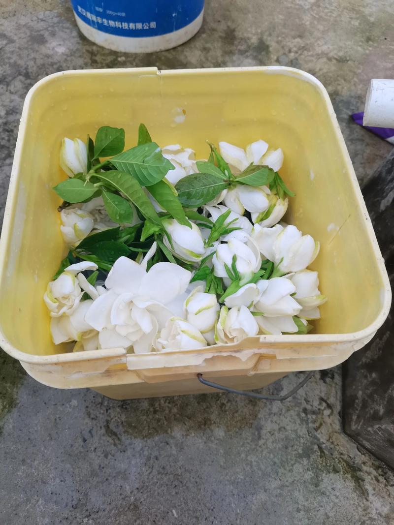栀子花怎么保存时间长?切花与盆栽保鲜全攻略 栀子花怎么保存时间长?切花与盆栽保鲜全攻略