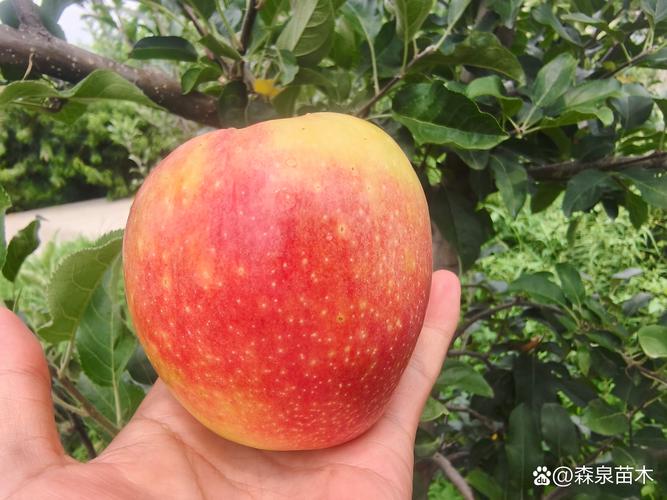 苹果一般是几月份成熟?全品种成熟时间表与选购指南 苹果一般是几月份成熟?全品种成熟时间表与选购指南