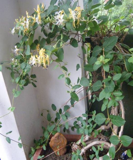 耐晒盆栽花卉推荐：不怕太阳晒的花卉有哪些盆栽？