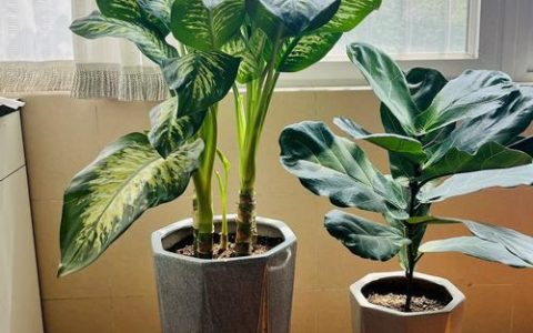 属马适合养什么花？推荐3种喜阳耐旱、寓意好的植物