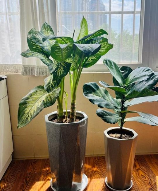 属马适合养什么花？推荐3种喜阳耐旱、寓意好的植物