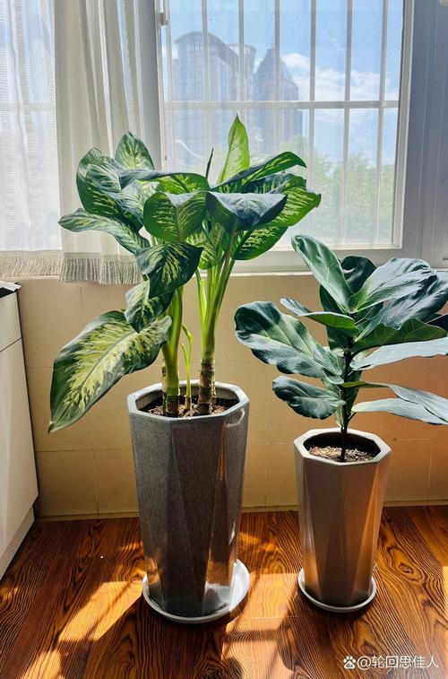 属马适合养什么花?推荐3种喜阳耐旱、寓意好的植物 属马适合养什么花?推荐3种喜阳耐旱、寓意好的植物