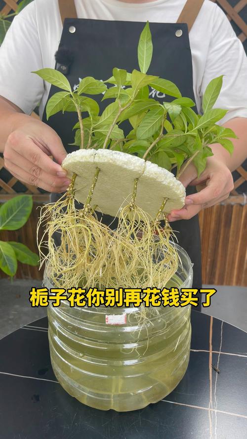 栀子花扦插后怎么养护?4步精细化管理,轻松提高生根成活率 栀子花扦插后怎么养护?4步精细化管理,轻松提高生根成活率