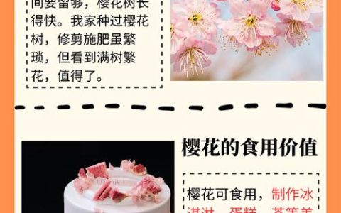 樱花什么时候开花？详解花期、观赏期及促花技巧