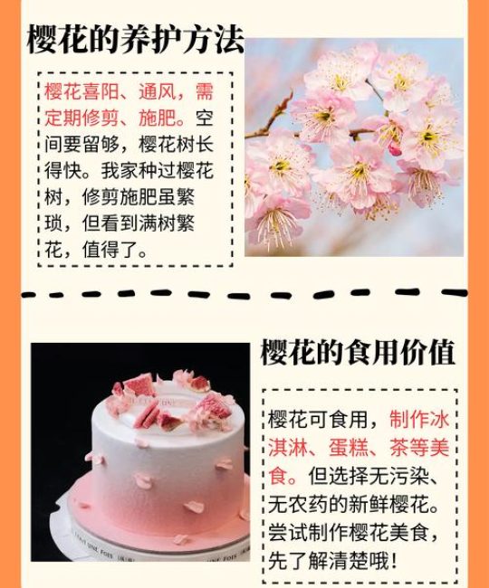 樱花什么时候开花？详解花期、观赏期及促花技巧