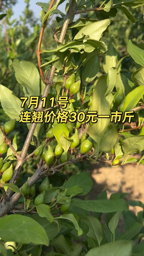 连翘价格多少钱一斤?规格、产地、季节影响报价 产地因素