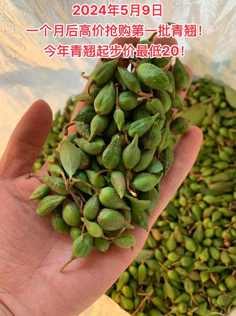 连翘价格多少钱一斤?规格、产地、季节影响报价 采购数量影响
