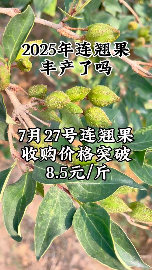连翘价格多少钱一斤?规格、产地、季节影响报价 常见规格与对应价格区间表格