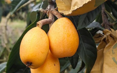 枇杷产地哪里好？2026年主流品种与种植经济价值全解析
