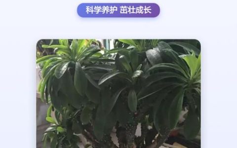 麒麟花卉（麒麟掌）养殖全攻略：光照、浇水与修剪指南