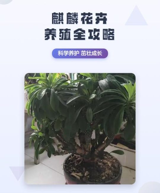 麒麟花卉（麒麟掌）养殖全攻略：光照、浇水与修剪指南
