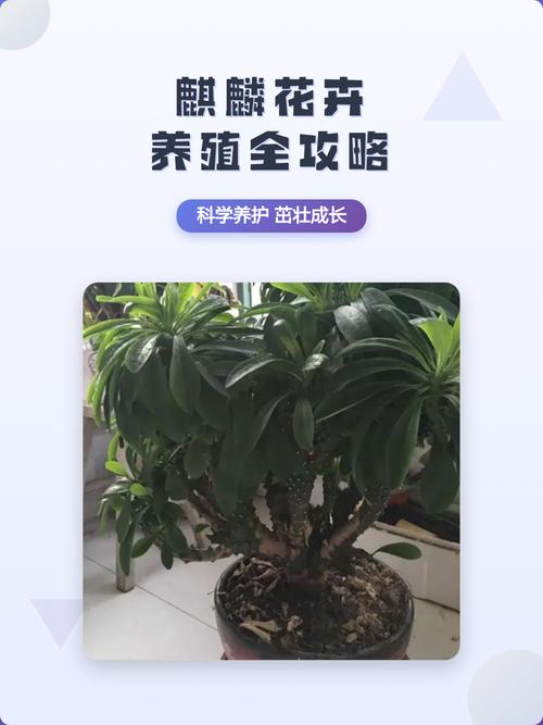 麒麟花卉(麒麟掌)养殖全攻略:光照、浇水与修剪指南 麒麟花卉(麒麟掌)养殖全攻略:光照、浇水与修剪指南