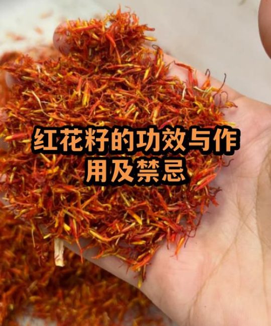 红花籽是什么植物的种子