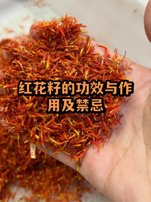 红花籽是什么植物的种子 红花籽是什么植物的种子