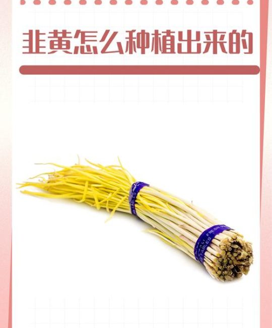韭黄是怎么种出来的？家庭种植避光技术全攻略