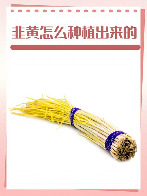 韭黄是怎么种出来的?家庭种植避光技术全攻略 韭黄是怎么种出来的?家庭种植避光技术全攻略