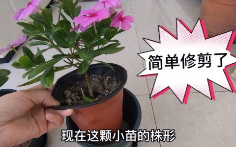 长春花修剪视频全过程与四季养护指南