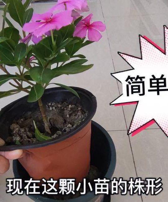 长春花修剪视频全过程与四季养护指南