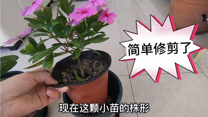 长春花修剪视频全过程与四季养护指南 长春花修剪视频全过程与四季养护指南