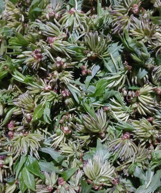 杜仲雄花功效及用途全解析：补肾降脂的天然“宝藏”