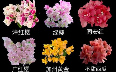 饶三角梅勤花吗？掌握这5个关键点让它全年开花