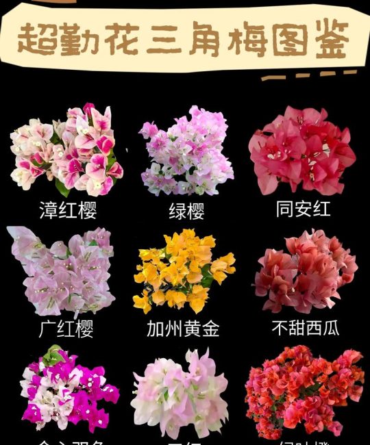 饶三角梅勤花吗？掌握这5个关键点让它全年开花
