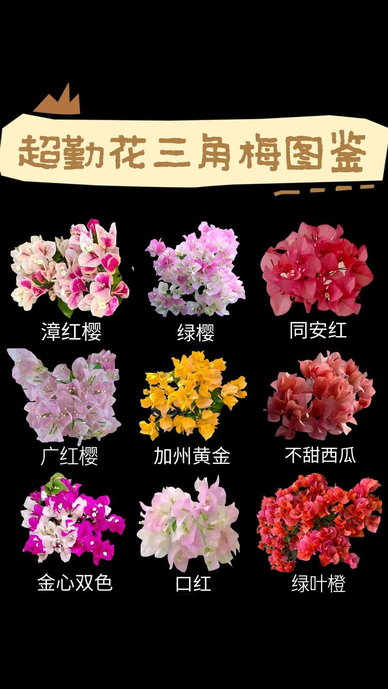 饶三角梅勤花吗?掌握这5个关键点让它全年开花 饶三角梅勤花吗?掌握这5个关键点让它全年开花