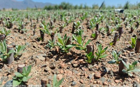 沙棘树苗价格多少钱一棵？规格、产地与采购量详细报价分析