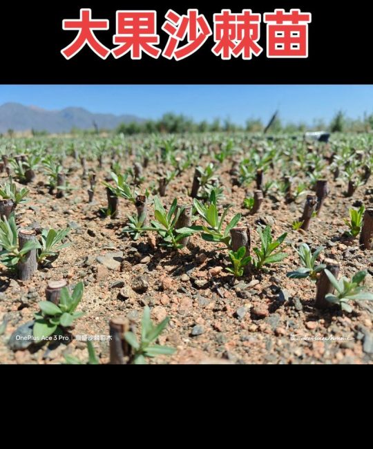 沙棘树苗价格多少钱一棵？规格、产地与采购量详细报价分析