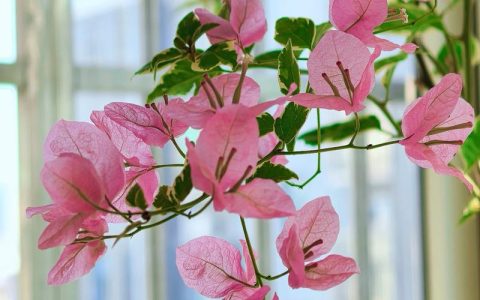 三角梅冬天开花吗？冬季养护与促花全攻略