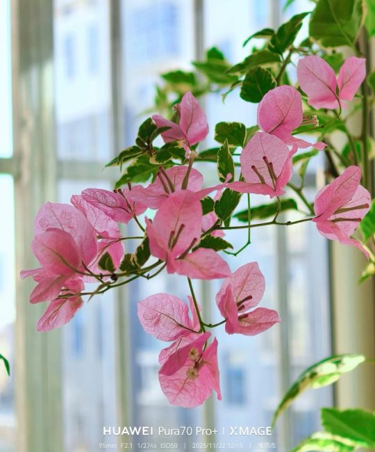 三角梅冬天开花吗？冬季养护与促花全攻略