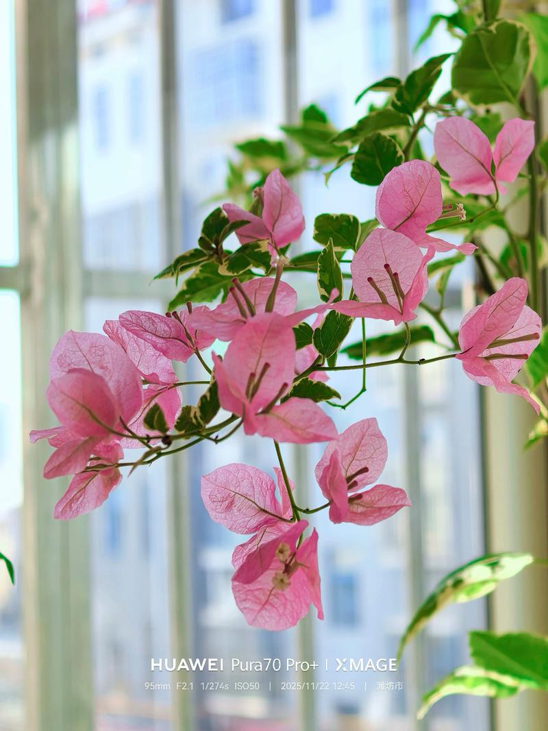 三角梅冬天开花吗?冬季养护与促花全攻略 三角梅冬天开花吗?冬季养护与促花全攻略