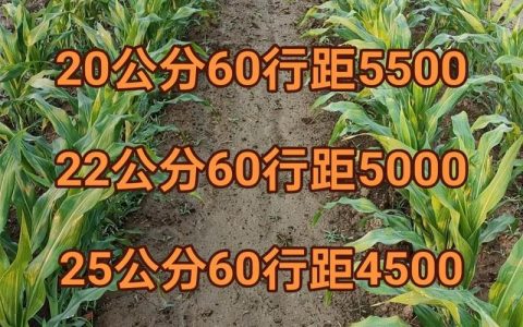 玉米每亩种植多少株？高产种植密度与操作全指南