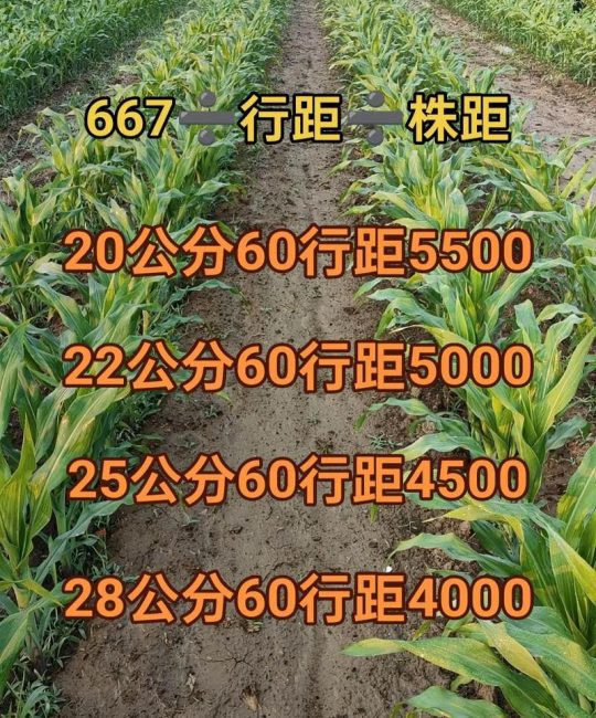 玉米每亩种植多少株？高产种植密度与操作全指南